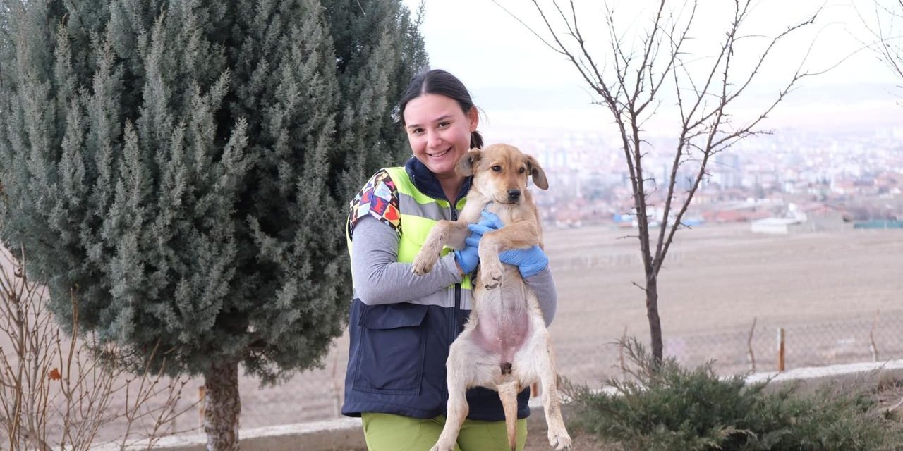 Yozgat'ta sokak hayvanlarına şefkatli dokunuş