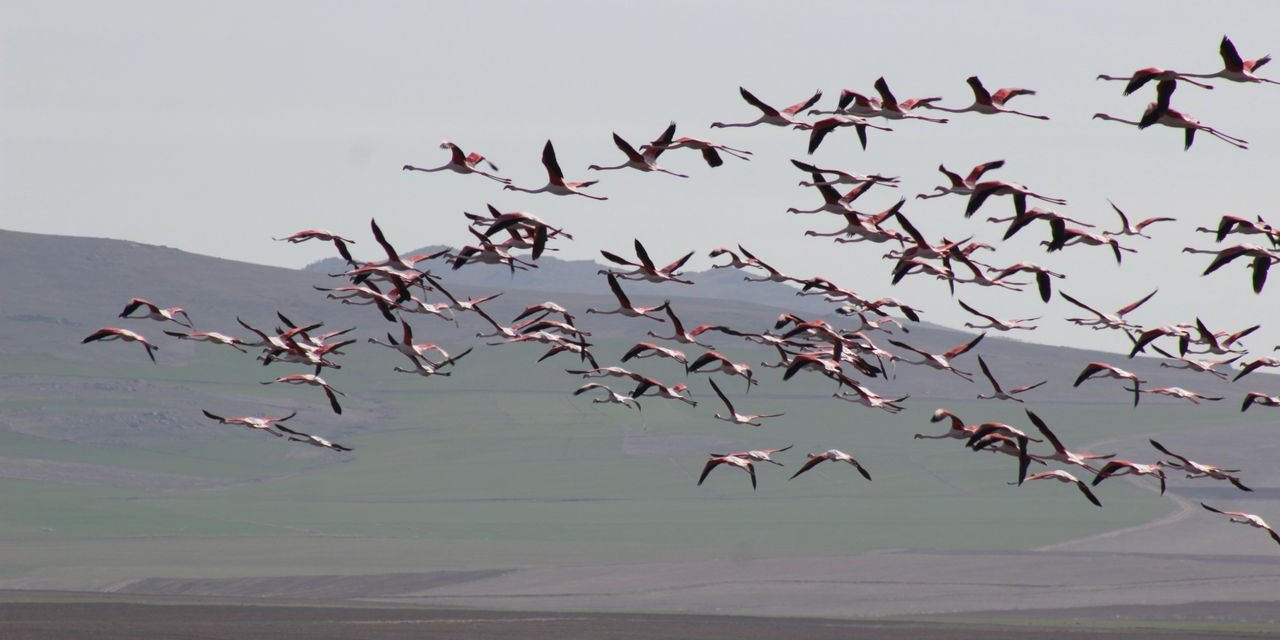 Flamingolar yine Yozgat’ta! Gelingüllü Barajı renkleniyor