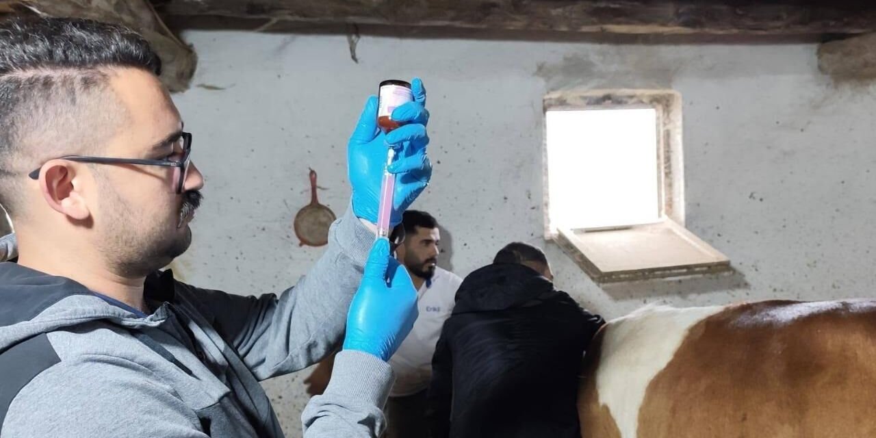 Kadışehri'nde Hayvancılığa Aşı Kalkanı: Şap Aşıları Yapılmaya Başlandı