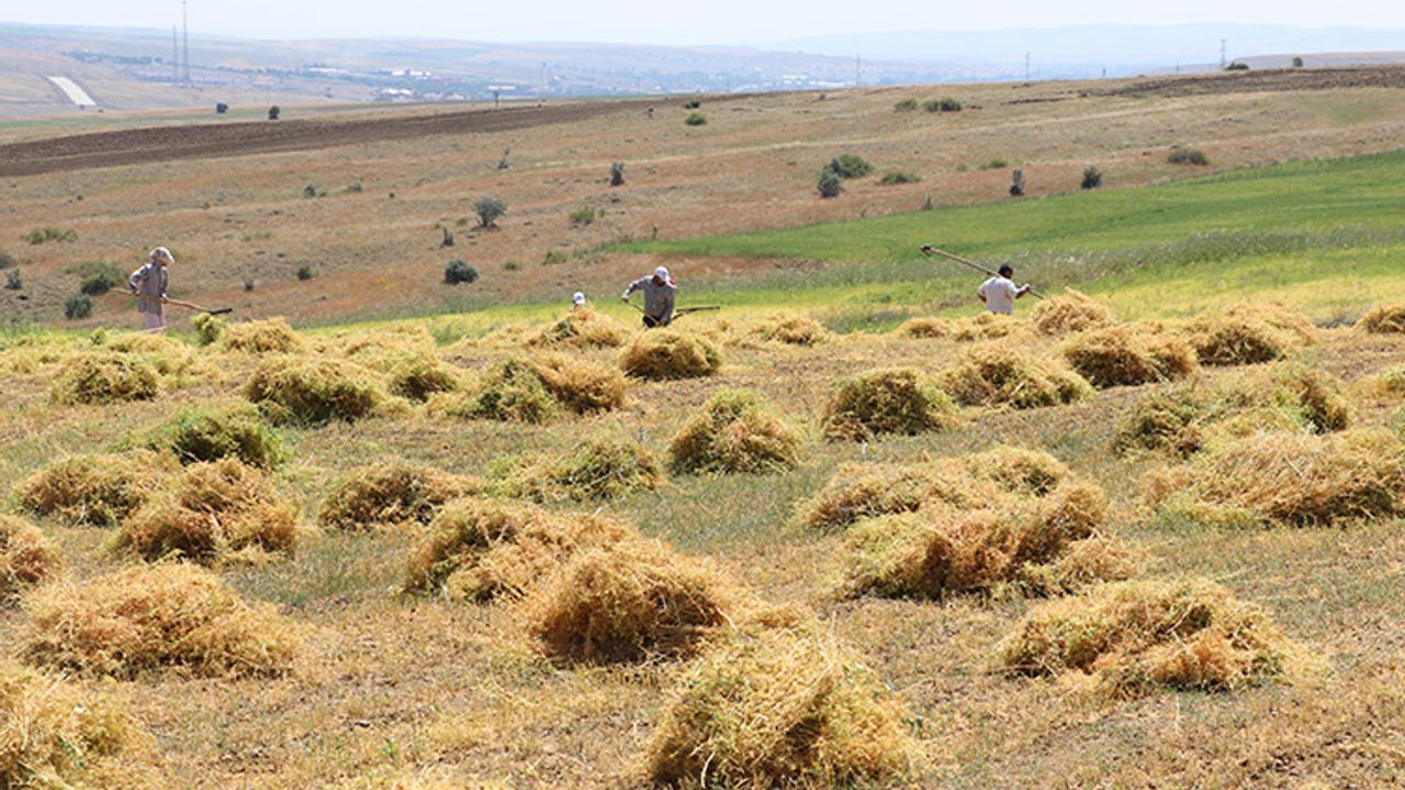 yozgat-ciftcisinde-kara-simsek-endisesi-7.jpg