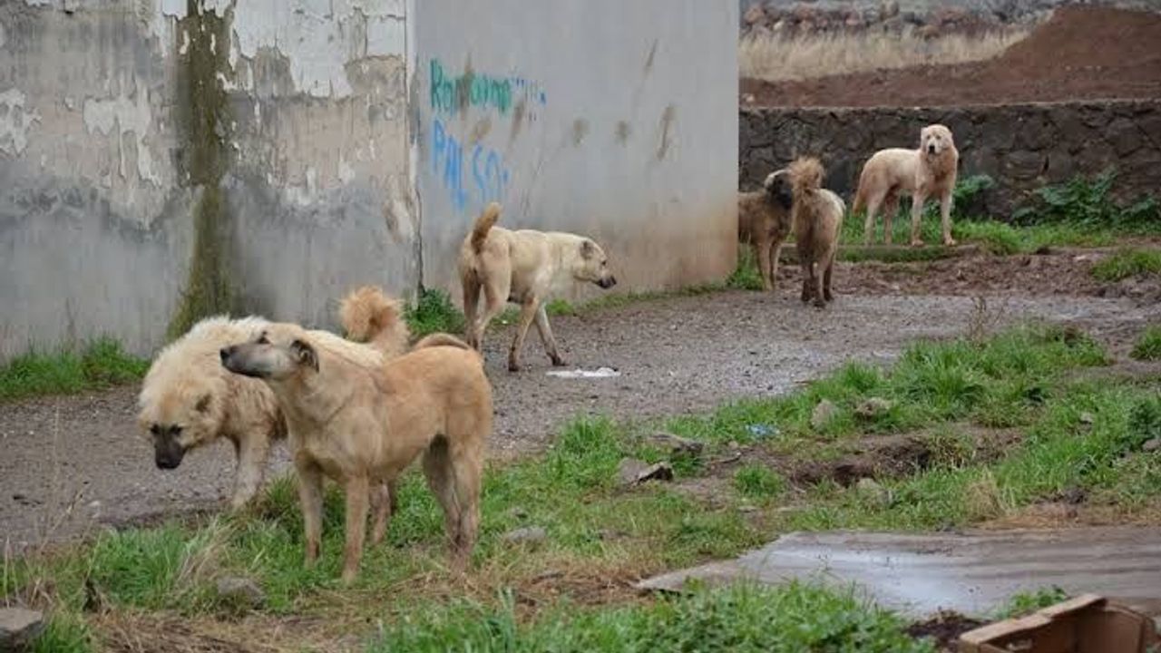 sokaga-birakanlara-agir-ceza.jpg